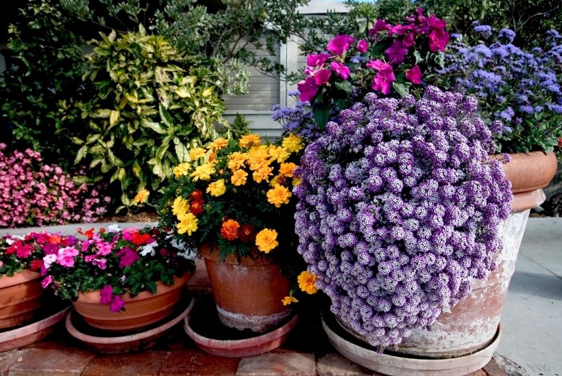 Container Gardening tips and tricks