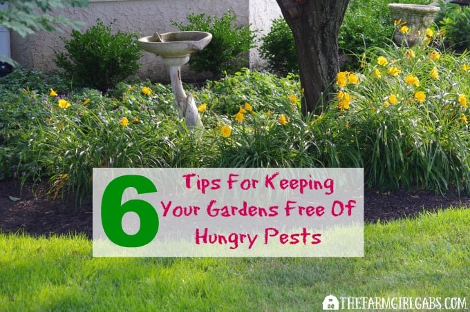 Six Tips For Keeping Your Gardens Free Of Hungry Pests. #ad