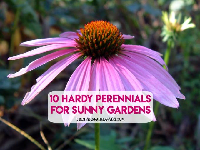 10 Hardy Perennials For Sunny Gardens