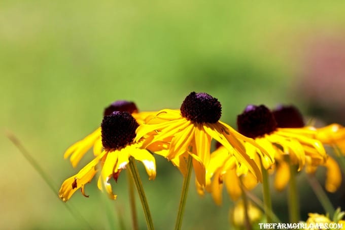 Perennials are the perfect option for those who like plants that provide year to year color. Got sun? Check out these 10 Hardy Perennials for Sunny Gardens.