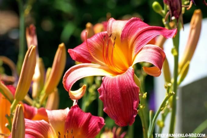Perennials are the perfect option for those who like plants that provide year to year color. Got sun? Check out these 10 Hardy Perennials for Sunny Gardens.
