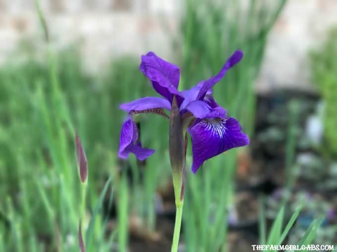 Perennials are the perfect option for those who like plants that provide year to year color. Got sun? Check out these 10 Hardy Perennials for Sunny Gardens.