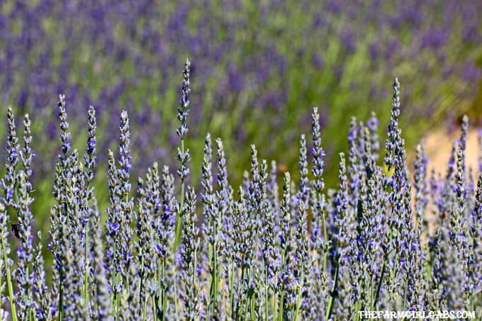 Perennials are the perfect option for those who like plants that provide year to year color. Got sun? Check out these 10 Hardy Perennials for Sunny Gardens.