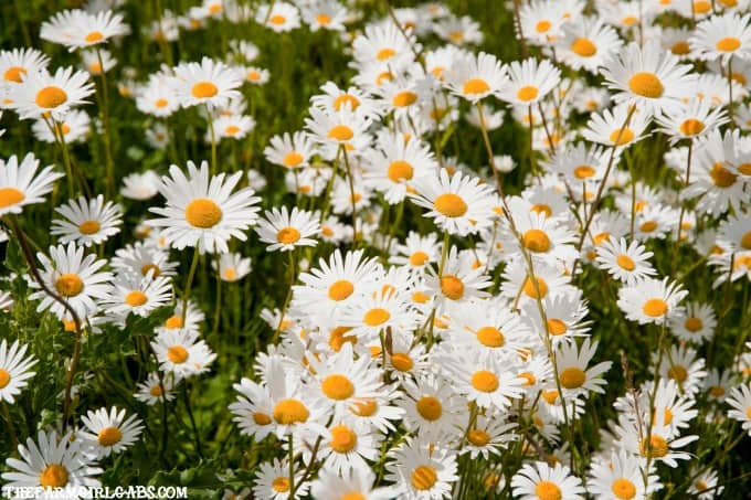 Shasta Daisy