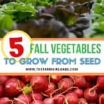 Fall is the perfect time to enjoy some vegetables from your garden. Here are five easy fall vegetables to grow from seed. #gardeningtips #fallgardening #gardenideas