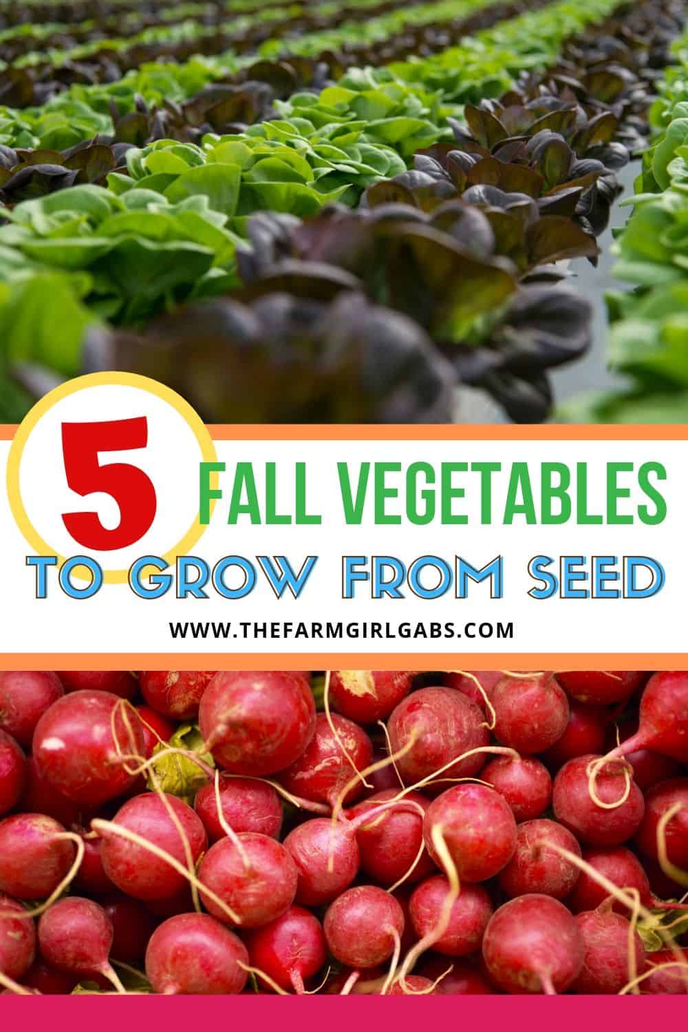 Fall is the perfect time to enjoy some vegetables from your garden. Here are five easy fall vegetables to grow from seed. #gardeningtips #fallgardening #gardenideas