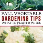 Just because the season is changing doesn't mean it's not too late to start a garden. Here is Fall Vegetable Gardening Tips to plant your fall garden. These vegetable garden planting tips will help your garden look great this fall. #gardeningtips #fallgarden #plants #vegetablegardening