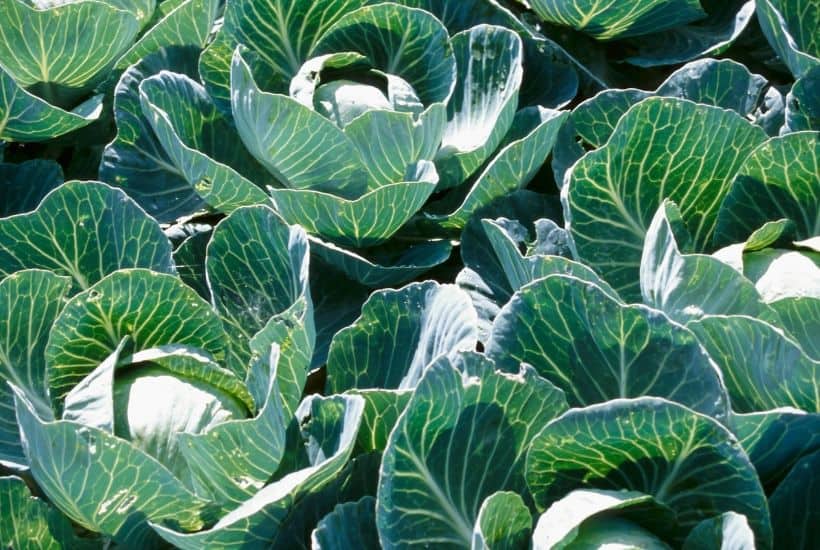 Just because the season is changing doesn't mean it's not too late to start a garden. Here is Fall Vegetable Gardening Tips to plant your fall garden.