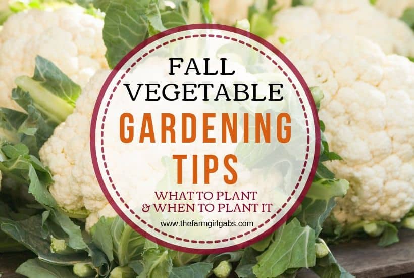 Just because the season is changing doesn't mean it's not too late to start a garden. Here is Fall Vegetable Gardening Tips to plant your fall garden. These vegetable garden planting tips will help your garden look great this fall. #gardeningtips #fallgarden #plants #vegetablegardening