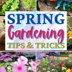 It's never too early to start planning your spring flower garden. These helpful tips for a better Spring Flower Garden with get your garden growing in no time. Growing a flower garden adds color and beauty to your landscape. Follow these flower gardening tips for the best garden growing success this spring.