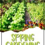 It's never too early to start planning your spring flower garden. These helpful tips for a better Spring Flower Garden with get your garden growing in no time. Growing a flower garden adds color and beauty to your landscape. Follow these flower gardening tips for the best garden growing success this spring.