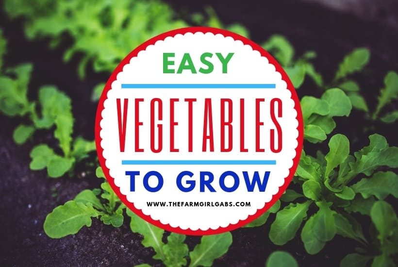 Ready to dig in and start planting your garden? I have some helpful gardening tips. Here is a list of Easy Vegetables To Grow In Your Garden.