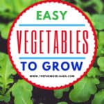 Ready to dig in and start planting your garden? I have some helpful gardening tips. Here is a list of Easy Vegetables To Grow In Your Garden. #gardening #gardeningtips #vegetablegarden #gardeningideas