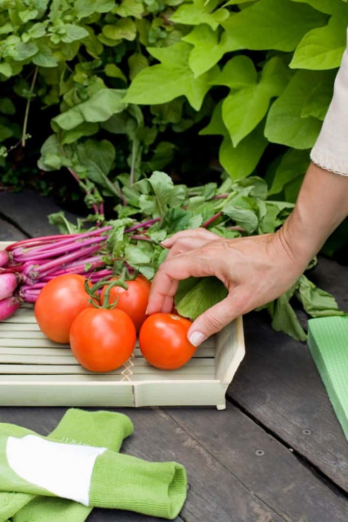 Ready to dig in and start planting your garden? I have some helpful gardening tips. Here is a list of Easy Vegetables To Grow In Your Garden. #gardening #gardeningtips #vegetablegarden #gardeningideas
