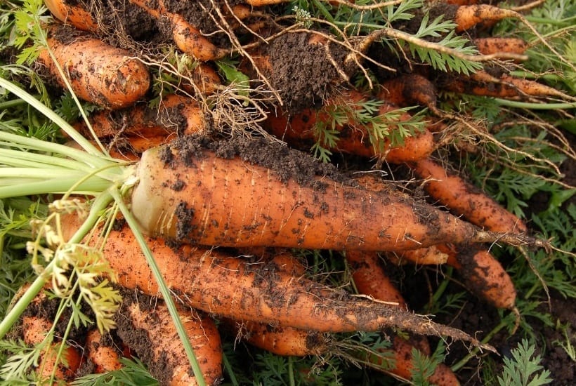 How To Start A Vegetable Garden