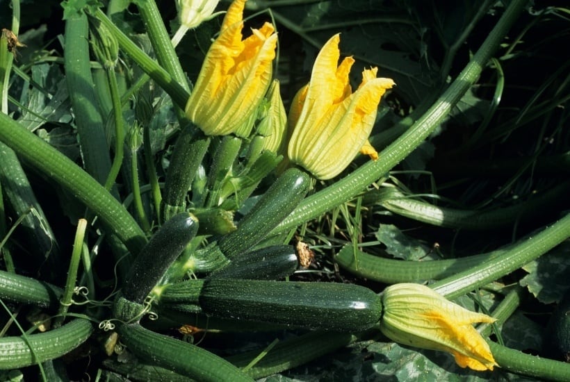 Ready to dig in and start planting your garden? I have some helpful gardening tips. Here is a list of Easy Vegetables To Grow In Your Garden. #gardening #gardeningtips #vegetablegarden #gardeningideas