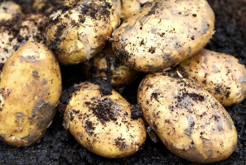 Ready to dig in and start planting your garden? I have some helpful gardening tips. Here is a list of Easy Vegetables To Grow In Your Garden. #gardening #gardeningtips #vegetablegarden #gardeningideas