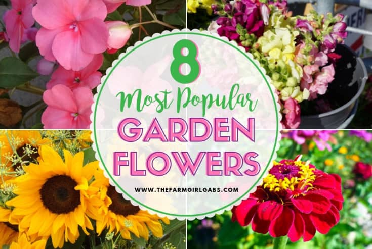 Popular Flowers for your Flower Garden