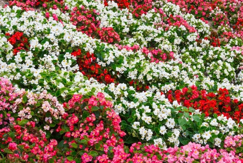 Get your gardens growing. Celebrate spring with these helpful gardening tips. Here is the Ultimate List of Popular Flowers for your Flower Garden. #Gardeningtips #Gardening #Flowers #SpringGardening #FlowerGarden