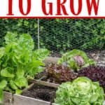 Ready to dig in and start planting your garden? I have some helpful gardening tips. Here is a list of Easy Vegetables To Grow In Your Garden.