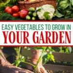 Ready to dig in and start planting your garden? I have some helpful gardening tips. Here is a list of Easy Vegetables To Grow In Your Garden.