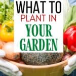 Ready to dig in and start planting your garden? I have some helpful gardening tips. Here is a list of Easy Vegetables To Grow In Your Garden.