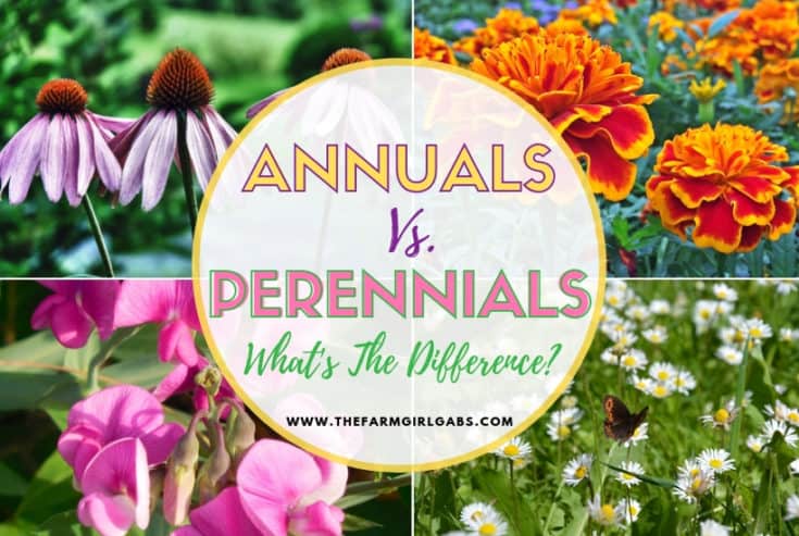 What's the Difference Between Annual and Perennial Flowers? Now that gardening season is here, let's dig in and find out! #gardeningtips #gardeningideas #perennials #annuals #flowers #flowergarden
