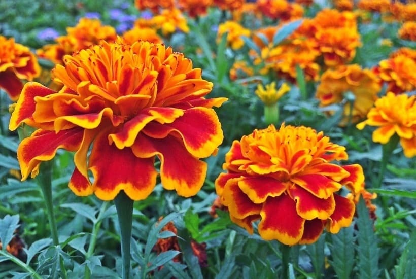 What's the Difference Between Annual and Perennial Flowers? - The Farm ...