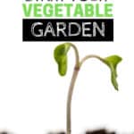 Spring is in the air and it’s a perfect time to start thinking about your vegetable garden. Here are helpful tips on How To Start A Vegetable Garden. #vegetablegardening #gardeningtips #gardeningideas