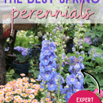 Perennials are the perfect way to enhance your landscaping year after year. Here are the Best Perennial Flowers for Early Spring. Add some curb appeal to your spring garden with these pretty flowering perennials. These gardening tips will are a great way to get your gardening flourishing this spring.