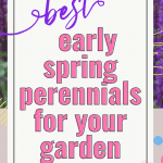 Best early spring perennials