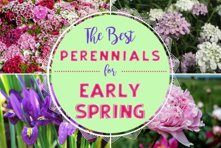 Ready to start your spring garden? Perennials are the perfect way to enhance your landscaping year after year. Here are the Best Perennial Flowers for Early Spring. #perennials #gardening #gardeningtips