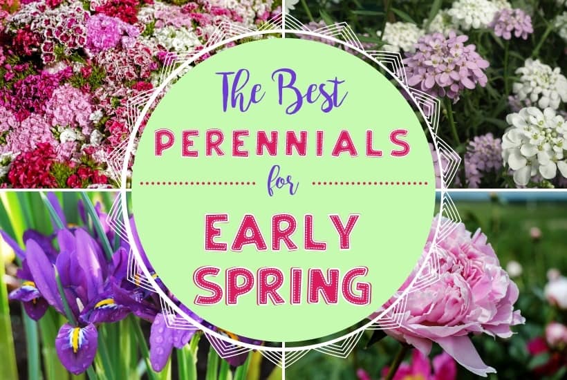 The Best Perennial Flowers For Early Spring - The Farm Girl Gabs®