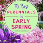 Ready to start your spring garden? Perennials are the perfect way to enhance your landscaping year after year. Here are the Best Perennial Flowers for Early Spring. #perennials #gardening #gardeningtips