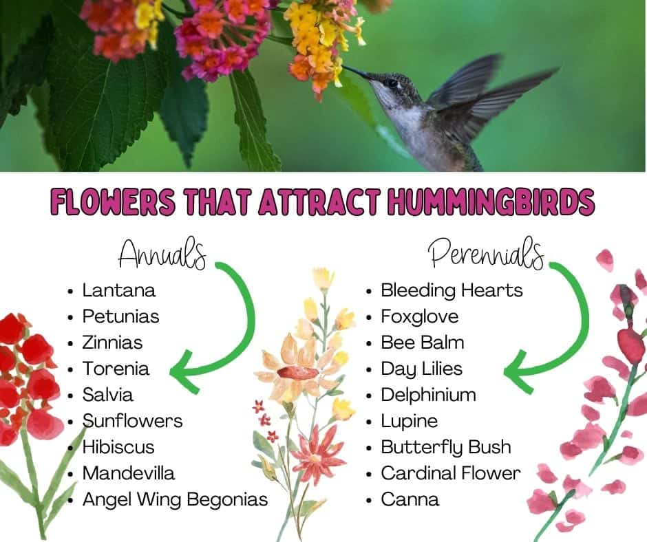 Delicate and enchanting, hummingbirds bring a touch of magic to any garden they visit. If you've ever dreamed of having these tiny wonders grace your outdoor space with their presence, look no further. In this post, we'll unveil the secrets to creating a hummingbird haven right in your own backyard. From choosing the perfect flowers to setting up enticing feeders, these tips will have your garden buzzing with vibrant energy and fluttering wings in no time