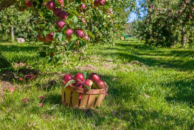 Ready for some fall fun? It's apple season. Take the family to one of the Best Farms To Pick Your Own Apples In NJ. #applepicking #njappleorchards #pickyourownapplesnj