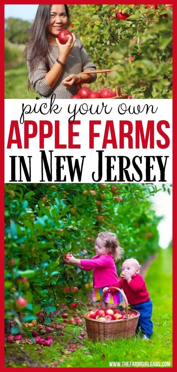 The Best Places To Go Apple Picking in NJ The Farm Girl Gabs®