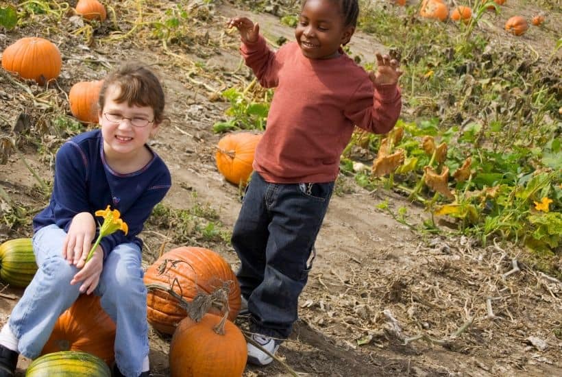 Find Your Perfect Pumpkin at one of these New Jersey Pumpkin Patches. Take the family out for some fall fun and pick your own pumpkins in New Jersey. You will have a blast pumpkin picking at one of the New Jersey Farms #Halloween #Halloweencraft #pumpkinpatch #pickyourownpumpkins