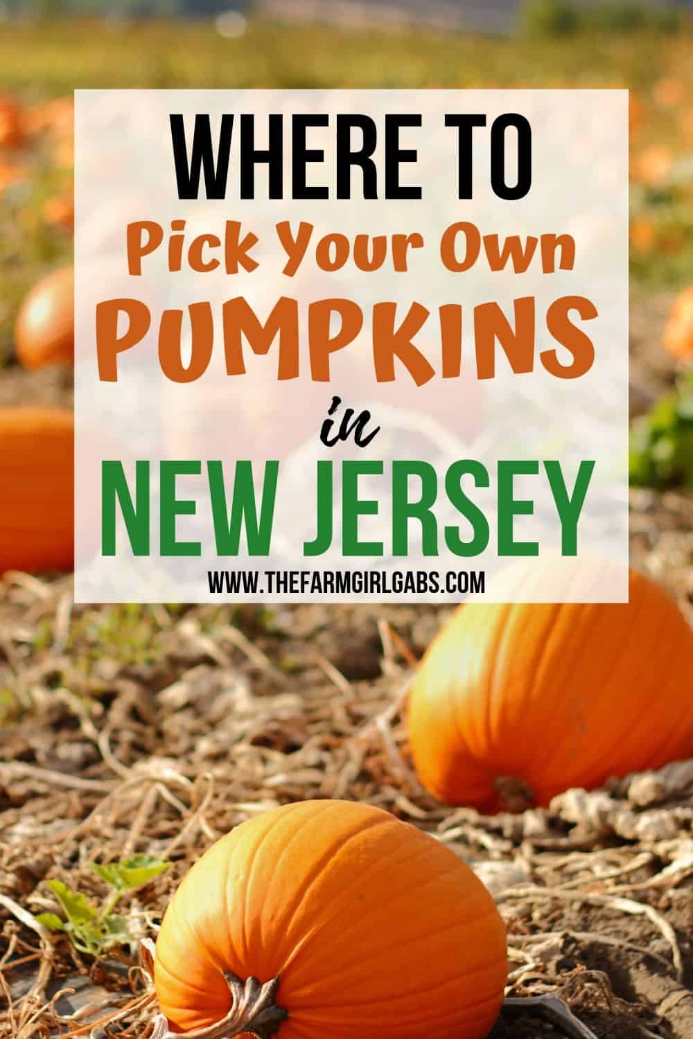 Find Your Perfect Pumpkin at one of these New Jersey Pumpkin Patches. Take the family out for some fall fun and pick your own pumpkins in New Jersey. You will have a blast pumpkin picking at one of the New Jersey Farms #Halloween #Halloweencraft #pumpkinpatch #pickyourownpumpkins
