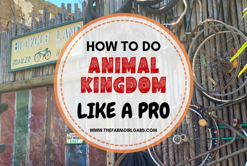 The Best tips for visiting Animal Kingdom. Follow these Animal Kingdom pro tips to plan you day at the park like an expert.