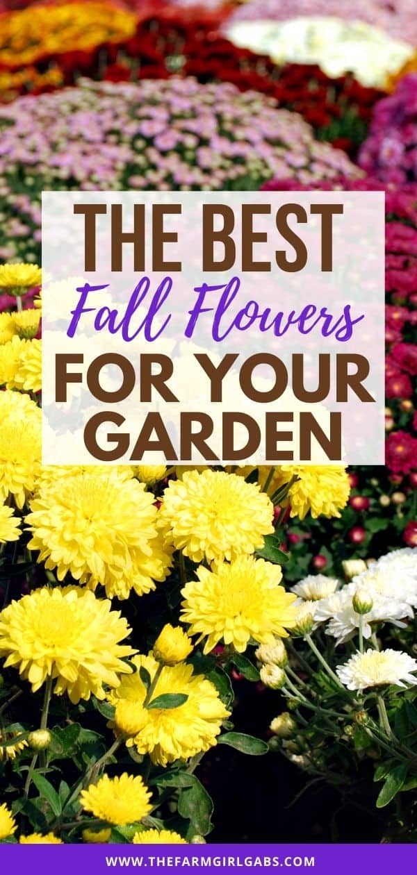 Fall gardening is here! Add some beautiful color to your flower gardens this fall. These Six Fantastic Fall Flowers To Plant In Your Garden can withstand those chilly nights and bring vibrant colors to any fall day! These fall gardening ideas will add beauty to your yard. Be sure to check out these easy gardening tips.