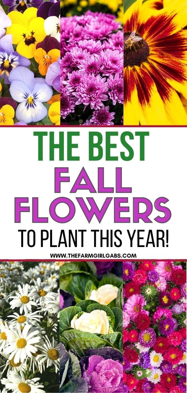 Fall gardening is here! Add some beautiful color to your flower gardens this fall. These Six Fantastic Fall Flowers To Plant In Your Garden can withstand those chilly nights and bring vibrant colors to any fall day! These fall gardening ideas will add beauty to your yard. Be sure to check out these easy gardening tips.