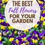 Fall gardening is here! Add some beautiful color to your flower gardens this fall. These Six Fantastic Fall Flowers To Plant In Your Garden can withstand those chilly nights and bring vibrant colors to any fall day! These fall gardening ideas will add beauty to your yard. Be sure to check out these easy gardening tips.