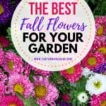 Fall gardening is here! Add some beautiful color to your flower gardens this fall. These Six Fantastic Fall Flowers To Plant In Your Garden can withstand those chilly nights and bring vibrant colors to any fall day! These fall gardening ideas will add beauty to your yard. Be sure to check out these easy gardening tips.