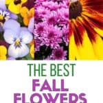 Fall gardening is here! Add some beautiful color to your flower gardens this fall. These Six Fantastic Fall Flowers To Plant In Your Garden can withstand those chilly nights and bring vibrant colors to any fall day! These fall gardening ideas will add beauty to your yard. Be sure to check out these easy gardening tips.