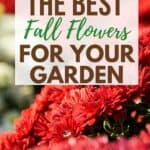 Fall gardening is here! Add some beautiful color to your flower gardens this fall. These Six Fantastic Fall Flowers To Plant In Your Garden can withstand those chilly nights and bring vibrant colors to any fall day! These fall gardening ideas will add beauty to your yard. Be sure to check out these easy gardening tips.