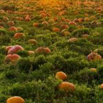 Tips For Visiting a Pumpkin Patch With Kids. Helpful tips for picking pumpkins with your family. #pumpkincraft #pumpkindecorating #fallfun