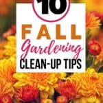 Tips and Trick on how to Prep your gardens for winter with these 10 Fall Garden Clean-Up Tips. #fallgardening #gardeningtips #gardeningideas