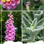 Do you have trouble with the deer population in your area? They love to eat the beautiful flowers and plants in our garden. Here are some deer-resistant plants that you can plant in your garden and the deer should not eat. These gardening tips will help you choose plants and flowers that deer will not eat. Read this post for helpful gardening tips to keep the deer away from your flowers and plants.