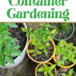 container gardening tips and tricks